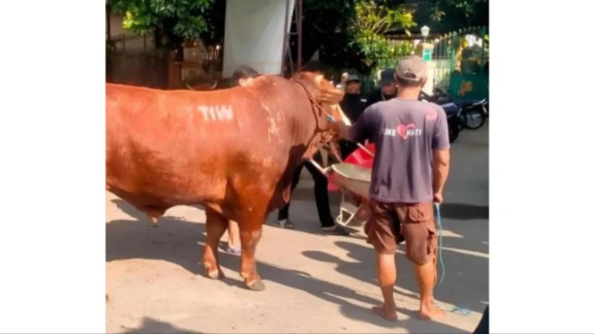 Masjid Dekat Rumah Amien Rais Terima Sapi Kurban 1,1 Ton Bertuliskan 'TIW