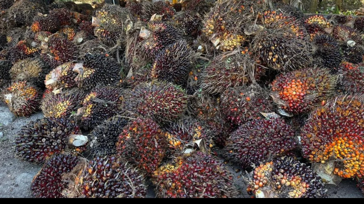 Meningkatkan Nilai Ekonomi Sawit Berkali Lipat