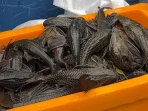Panduan Membedakan Siomay Ikan Sapu-Sapu dan Tenggiri
