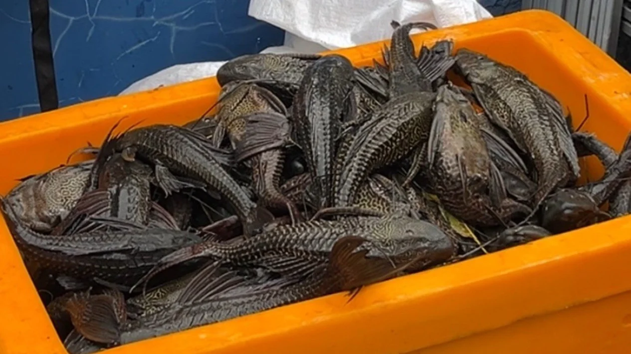 Panduan Membedakan Siomay Ikan Sapu-Sapu dan Tenggiri