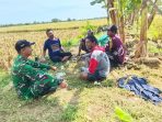 Pelda Sulaeman Kawal Panen Padi Petani Majasih, TNI Jaga Ketahanan Pangan
