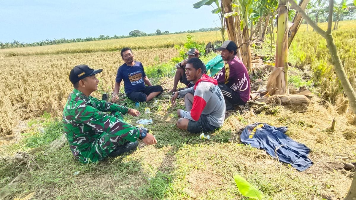 Pelda Sulaeman Kawal Panen Padi Petani Majasih, TNI Jaga Ketahanan Pangan