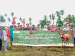 Penyerahan Lima Sapi Kurban untuk Warga Morowali