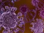 Perkuat Edukasi dan Mitigasi Hantavirus di Jakarta