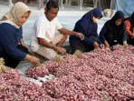 petani-bawang-merah-nganjuk-antisipasi-dampak-el-nino-49498 Petani Bawang Merah Nganjuk Antisipasi Dampak El Nino