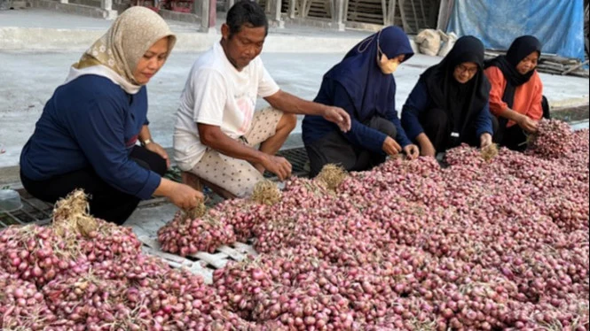 Petani Bawang Merah Nganjuk Antisipasi Dampak El Nino