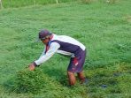 Peternak Kambing Haurgeulis Optimistis: Rumput Melimpah Tingkatkan Produktivitas & Keuntungan