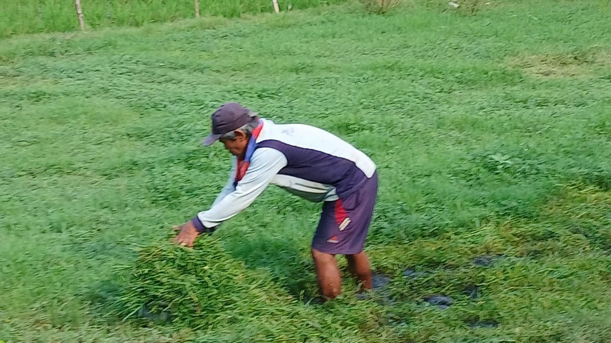 Peternak Kambing Haurgeulis Optimistis: Rumput Melimpah Tingkatkan Produktivitas & Keuntungan