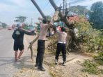 Pohon Tumbang Pantura Lohbener: Arus Lalu Lintas Terganggu, Pengendara Waspada