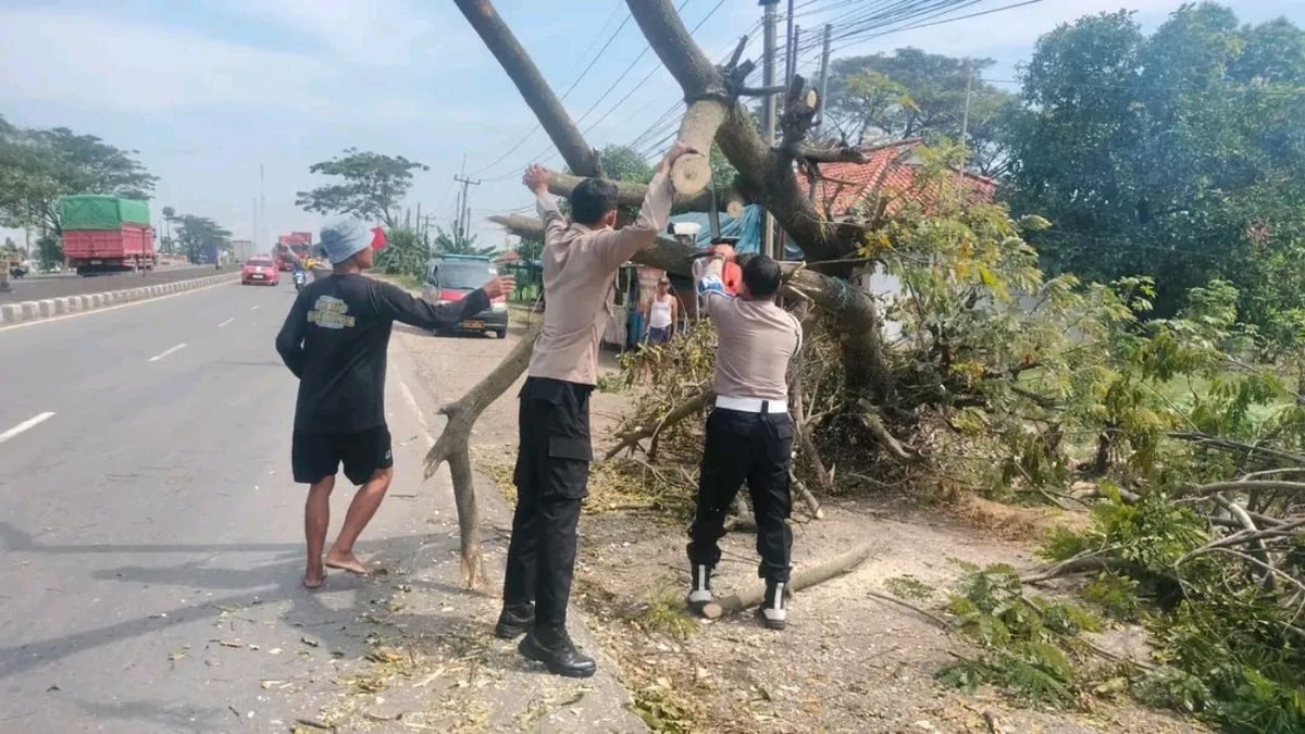 Pohon Tumbang Pantura Lohbener: Arus Lalu Lintas Terganggu, Pengendara Waspada