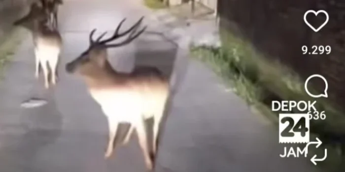 Rusa Liar Muncul di Jalan Depok, Ini Asal-usulnya