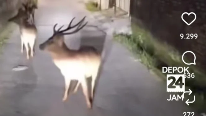 Rusa Liar Muncul di Jalan Depok, Ini Asal-usulnya