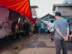 Sahroni Bagikan 38 Sapi Kurban di Jakarta untuk Idul Adha