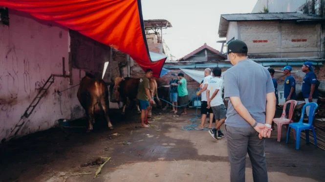 Sahroni Bagikan 38 Sapi Kurban di Jakarta untuk Idul Adha