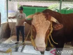 Sapi Kurban Jumbo 1 Ton dari Bantul untuk Idul Adha