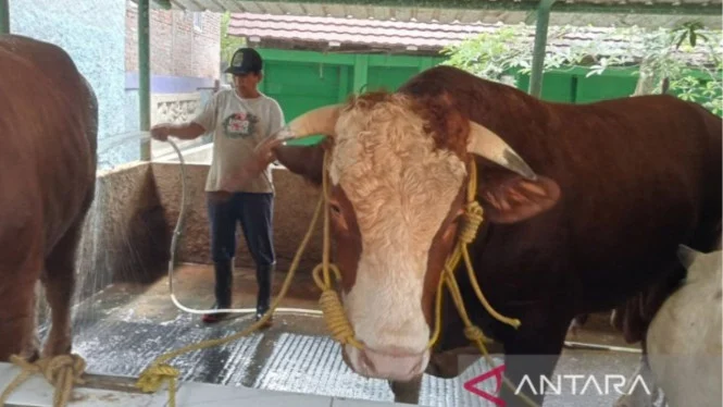 Sapi Kurban Jumbo 1 Ton dari Bantul untuk Idul Adha