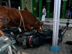 Sapi Kurban Mengamuk di Indramayu: Akhir Cerita Warga