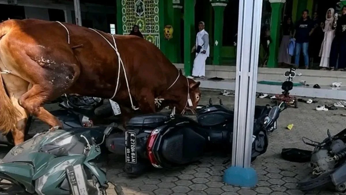 Sapi Kurban Mengamuk di Indramayu: Akhir Cerita Warga