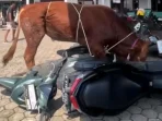 Sapi Kurban Ngamuk Rusak Motor Warga di Kroya