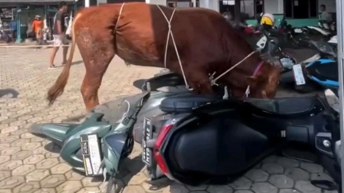 Sapi Kurban Ngamuk Rusak Motor Warga di Kroya