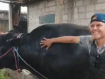 Sapi Kurban Prabowo dari Tangerang Berbobot 1,15 Ton