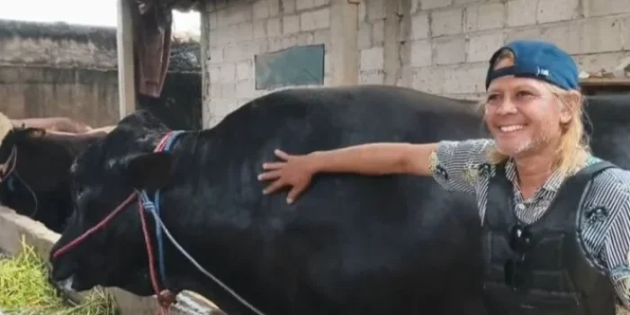 Sapi Kurban Prabowo dari Tangerang Berbobot 1,15 Ton