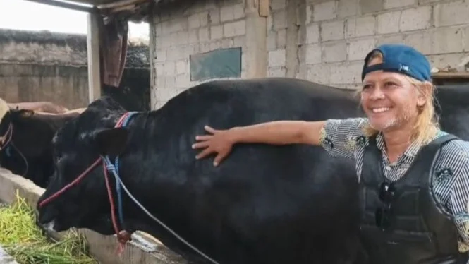 Sapi Kurban Prabowo dari Tangerang Berbobot 1,15 Ton