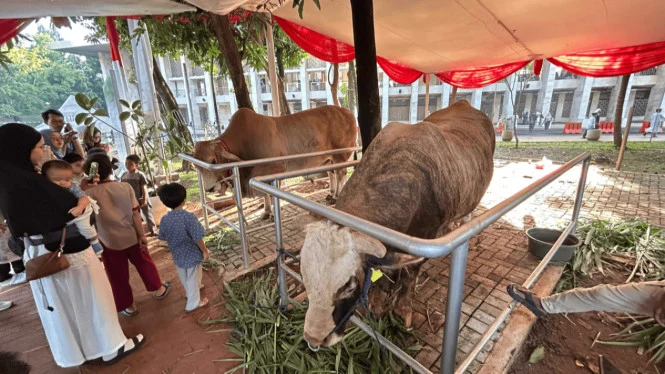 Sapi Kurban Prabowo-Gibran di Istiqlal Capai 1,3 Ton, Jadi Perebutan Jemaah