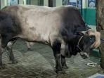 Sapi Kurban Prabowo Seberat 850 Kg Dinikmati Ratusan Santri Darunnajah