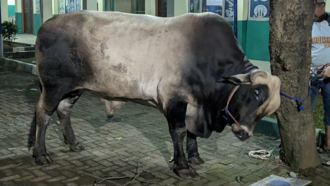 Sapi Kurban Prabowo Seberat 850 Kg Dinikmati Ratusan Santri Darunnajah