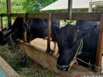 Seskab Teddy Beli 35 Sapi Kurban Seberat 1 Ton dari Boyolali