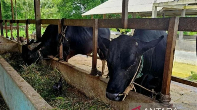Seskab Teddy Beli 35 Sapi Kurban Seberat 1 Ton dari Boyolali