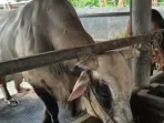 waketum-mui-sapi-kurban-presiden-dari-apbn-sah-menurut-syariat-dan-konstitusi-22544 Waketum MUI: Sapi Kurban Presiden dari APBN Sah Menurut Syariat dan Konstitusi