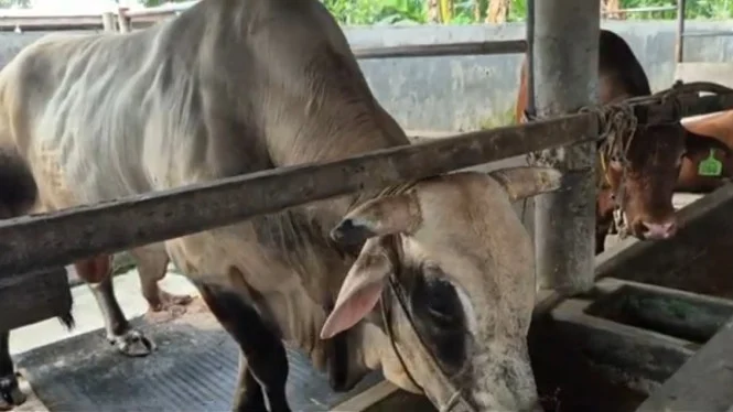 Waketum MUI: Sapi Kurban Presiden dari APBN Sah Menurut Syariat dan Konstitusi