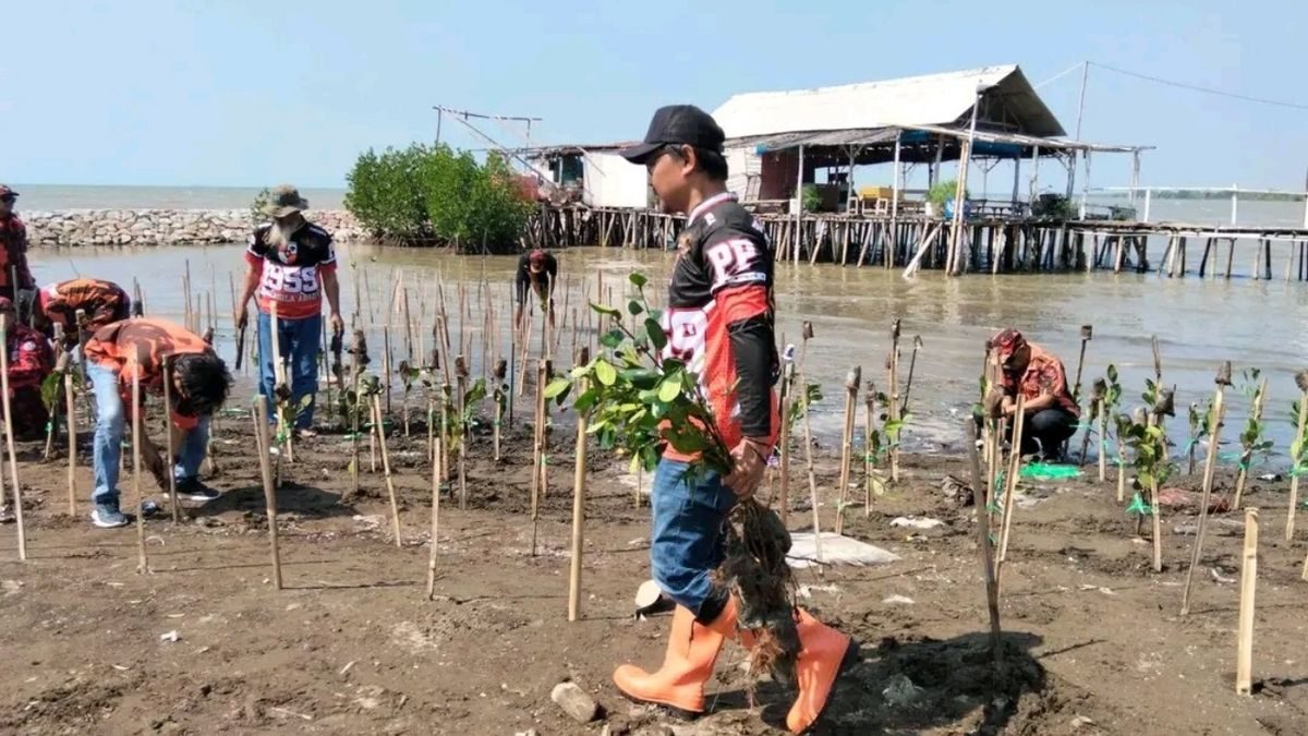 1.000 Mangrove Indramayu: MPC Pemuda Pancasila Hijaukan Pantai Sambut Hari Pancasila