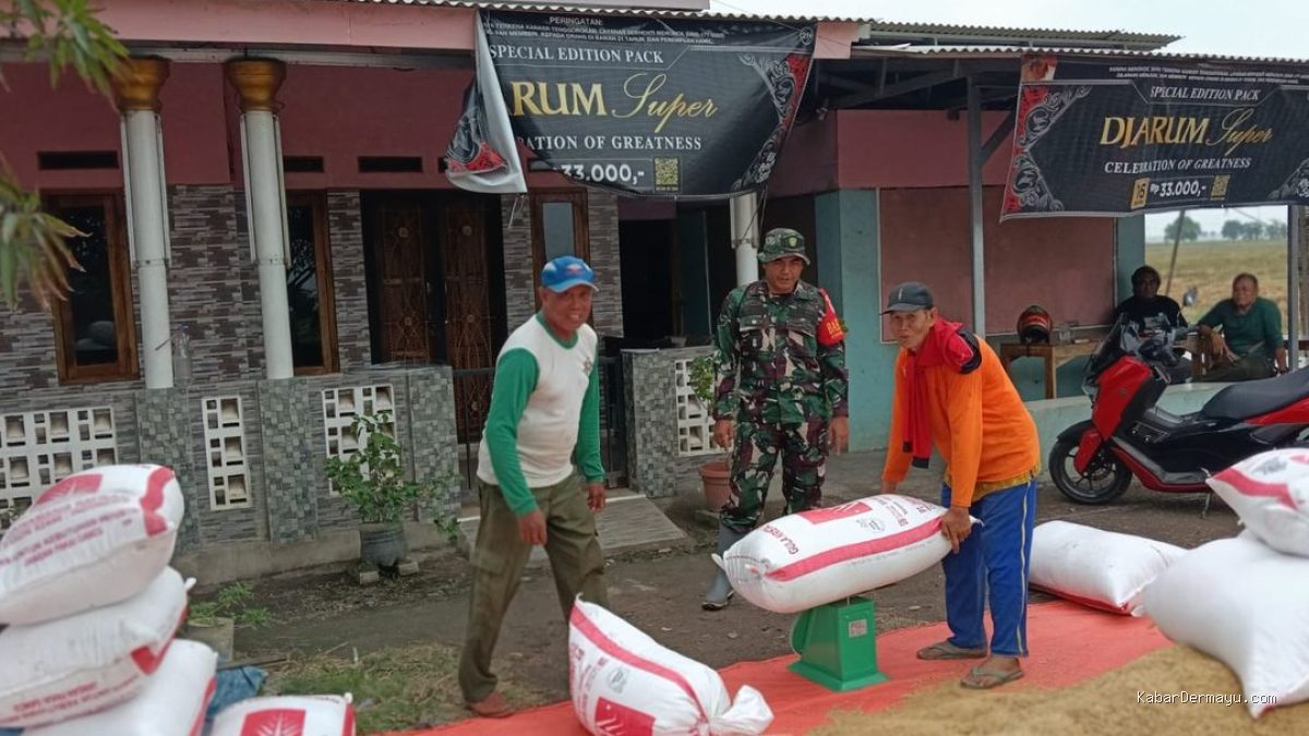 Babinsa Dampingi Panen Padi Sumuradem, Pastikan Kesejahteraan Petani