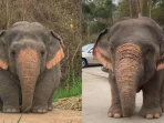 fakta-unik-gajah-borneo-termasuk-spesies-langka-dan-bertubuh-kecil-56297 Fakta Unik: Gajah Borneo Termasuk Spesies Langka dan Bertubuh Kecil