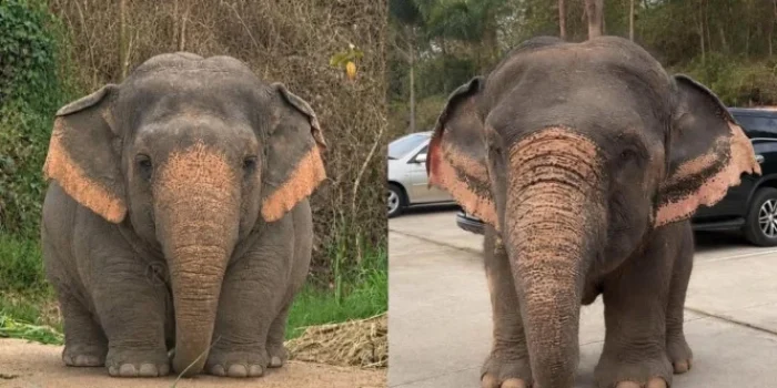 Fakta Unik: Gajah Borneo Termasuk Spesies Langka dan Bertubuh Kecil