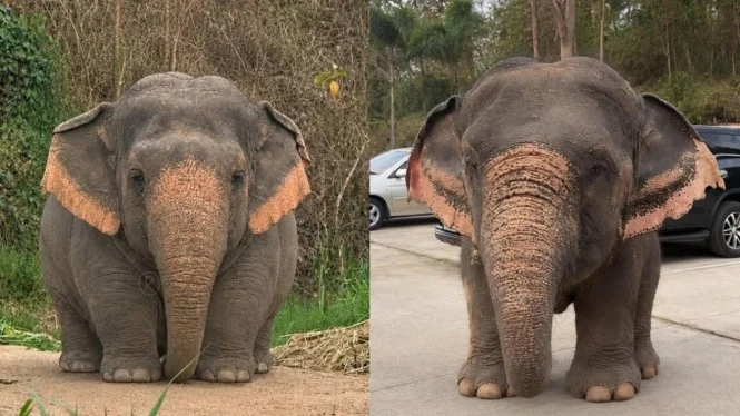 Fakta Unik: Gajah Borneo Termasuk Spesies Langka dan Bertubuh Kecil