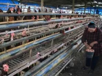 Harga Telur Ayam Merosot Akibat Pakan Meroket, Peternak Jual Barang Berharga