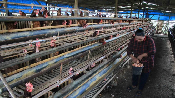 Harga Telur Ayam Merosot Akibat Pakan Meroket, Peternak Jual Barang Berharga