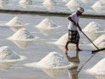 Indef: Tata Kelola Impor Garam Kunci Swasembada 2027