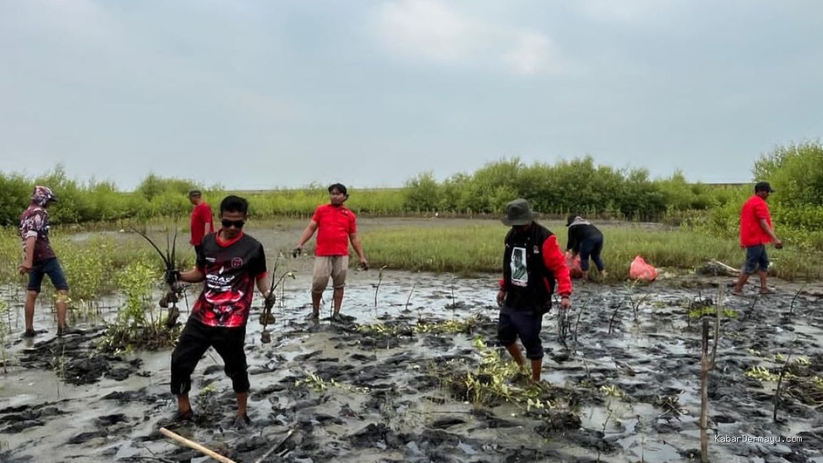 Kader PDIP Indramayu Tanam Mangrove di Kandanghaur, Peduli Lingkungan