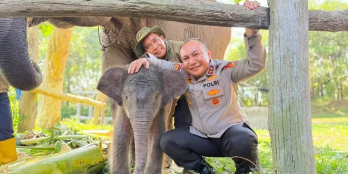 Kapolda Riau Beri Nama 'Nona Seroja' untuk Anak Gajah Tesso Nilo, Punya Makna Khusus