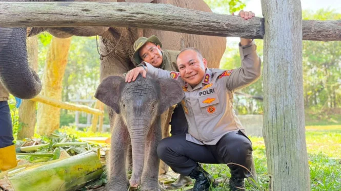 Kapolda Riau Beri Nama 'Nona Seroja' untuk Anak Gajah Tesso Nilo, Punya Makna Khusus
