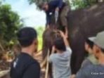 Momen Terakhir Gajah Indro di Tesso Nilo