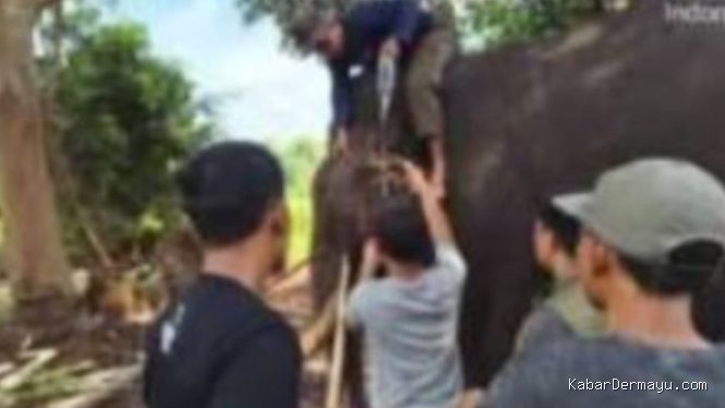 Momen Terakhir Gajah Indro di Tesso Nilo