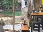 Monyet Liar di Taman Cimanuk Indramayu: Kelaparan dan Mencari Makan