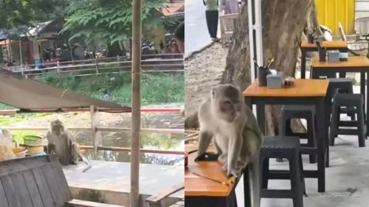 Monyet Liar di Taman Cimanuk Indramayu: Kelaparan dan Mencari Makan