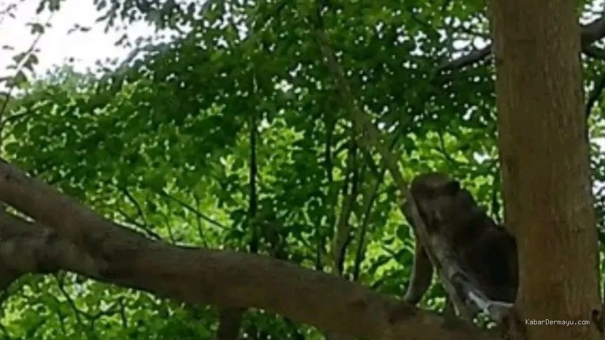 Monyet Liar Indramayu Viral, Damkar Kejar Seharian Belum Tertangkap